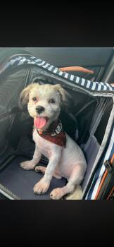 Maltese and Miniature Poodle Dogs Available for Adoption in Navarre, Florida - Major | PetCurious