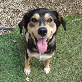 Dewey Jean -  Mixed Breed Dog for Adoption in Avon, Ohio - Dewey Jean | PetCurious