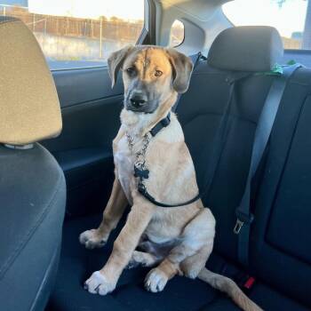 Rescue Labrador Retriever and German Shepherd Dog Dogs for Adoption in Los Angeles, California - Rex~ Floppy Ears And Ready For Fun | PetCurious