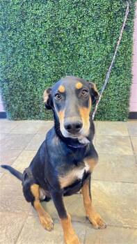 61304574 -  Doberman Pinscher and Mixed Breed Dog for Adoption in El Paso, Texas - 61304574 | PetCurious