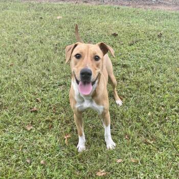 Rescue Labrador Retriever and Hound Dogs for Adoption in Carencro, Louisiana - Pinky Dinky Doo | PetCurious