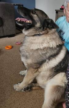 Cash -  Norwegian Elkhound Dog for Adoption in White Oak, Pennsylvania - Cash | PetCurious