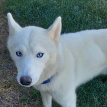 ZIGGY -  Siberian Husky Dog for Adoption in Corydon, Indiana - ZIGGY | PetCurious