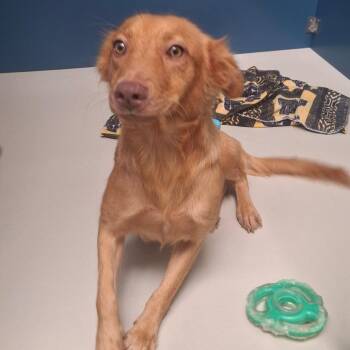 Iggy -  Retriever and Mixed Breed Dog for Adoption in Corpus Christi, Texas - Iggy | PetCurious