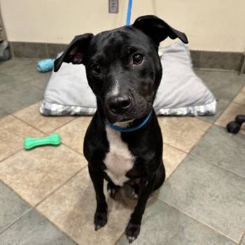 Trixie (ON) -  Mixed Breed Dog for Adoption in Chattanooga, Tennessee - Trixie (ON) | PetCurious