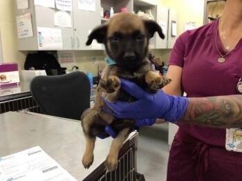 Rescue Terrier Dogs for Adoption in Sebec, Maine - RUSTY | PetCurious