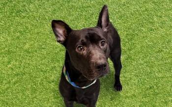 LOGEE -  Pit Bull Terrier and Mixed Breed Dog for Adoption in Fort Lauderdale, Florida - LOGEE | PetCurious