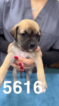 Rescue Mountain Dog and Dachshund Dogs for Adoption in Chico, California - SONIC | PetCurious