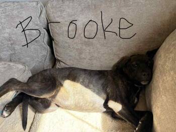 Pit Bull Terrier and Labrador Retriever Dogs Available for Adoption - Brook | PetCurious