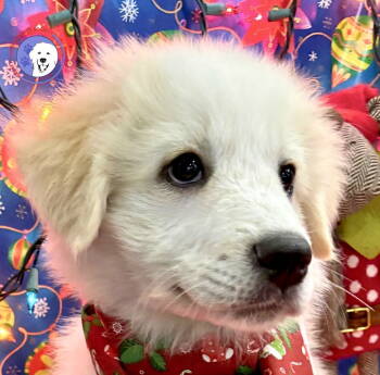 Rescue Great Pyrenees Dogs for Adoption in Spring, Texas - Lainey | PetCurious