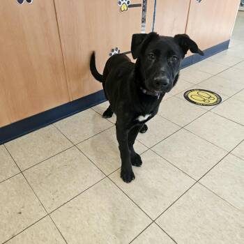 Rescue German Shepherd Dog Dogs for Adoption in Ludington, Michigan - Yoshi | PetCurious