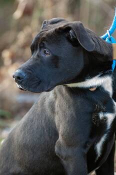 Rescue Pit Bull Terrier Dogs for Adoption in Johnson City, Tennessee - Puck/Finley | PetCurious