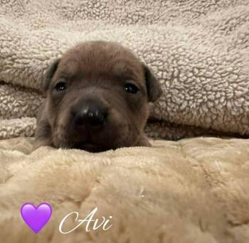 Mixed Breed Dogs Available for Adoption - Avi | PetCurious