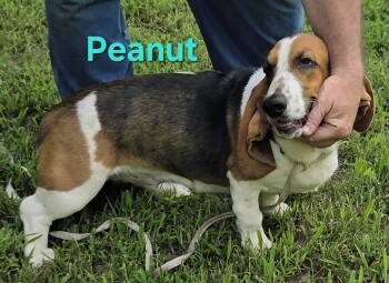 Peanut -  Basset Hound Dog for Sale in Saltillo, Texas - Peanut | PetCurious
