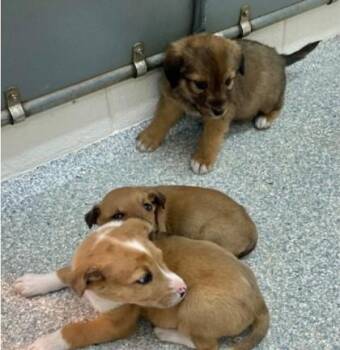 Mixed Breed Dogs Available for Adoption - Crispy | PetCurious