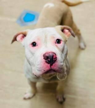 Mr. Dinkles -  Mixed Breed Dog for Adoption in West Chester, Pennsylvania - Mr. Dinkles | PetCurious