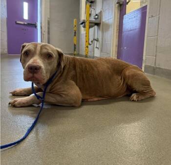 American Staffordshire Terrier Dogs Available for Adoption in Sedalia, Colorado - Honey | PetCurious