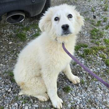 Cloud -  Great Pyrenees Dog Available for Adoption in Zaleski, Ohio - Cloud | PetCurious