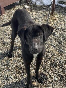 Husky Dogs Available for Adoption in Fairbanks, Alaska - CHEWY | PetCurious