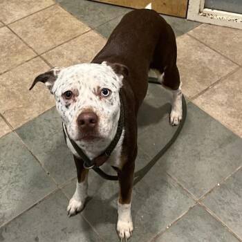 Borris -  Mixed Breed Dog for Adoption in Chattanooga, Tennessee - Borris | PetCurious