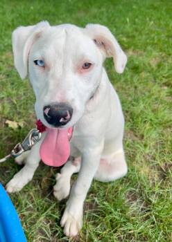 Danny -  Labrador Retriever Dog for Adoption in Grand Rapids, Michigan - Danny | PetCurious