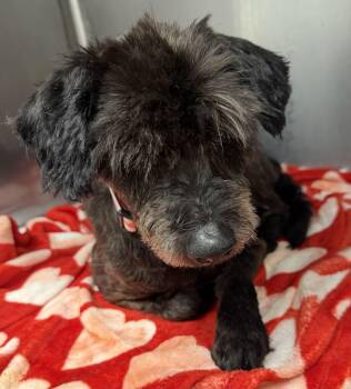 Maverick -  Poodle Dog for Adoption in Orland Hills, Illinois - Maverick | PetCurious