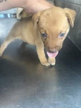 Ignite -  Mixed Breed Dog for Adoption in Fort Worth, Texas - Ignite | PetCurious