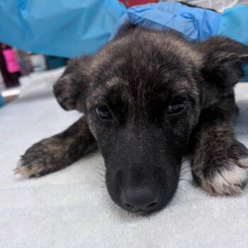 Jiggle -  German Shepherd Dog Dog for Adoption in Birmingham, Alabama - Jiggle | PetCurious
