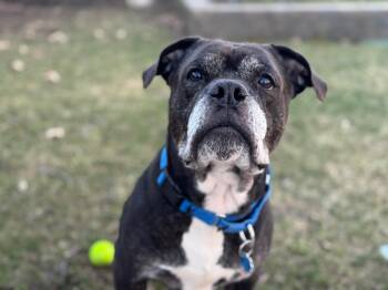 Ozzy -  Mixed Breed Dog for Adoption in Vassalboro, Maine - Ozzy | PetCurious