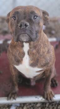 Pi -  Boxer Dog for Adoption in Fountaintown, Indiana - Pi | PetCurious