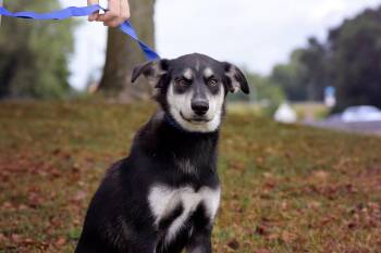Rescue Shetland Sheepdog Sheltie and Shepherd Dogs for Adoption in Monticello, Minnesota - Rainey | PetCurious