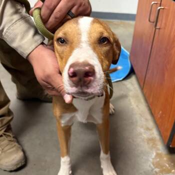 Jason -  Spaniel and Mixed Breed Dog for Adoption in Yuma, Arizona - Jason | PetCurious