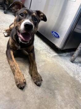 Terrier and Mixed Breed Dogs Available for Adoption in Paducah, Kentucky - Freddie | PetCurious