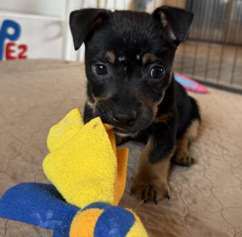 Chihuahua and Terrier Dogs Available for Adoption in Dallas, Texas - Liam | PetCurious