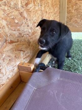 Mixed Breed Dogs Available for Adoption in Morgantown, Kentucky - Mcmurdough Pup 1 | PetCurious