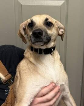 Paxton -  Terrier Dog for Adoption in Littleton, Colorado - Paxton | PetCurious