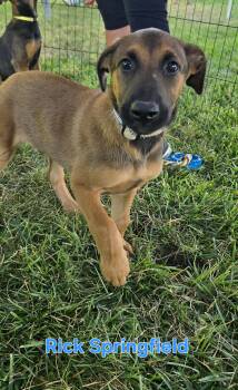 Rick Springfield -  Belgian Shepherd Malinois and Doberman Pinscher Dog for Adoption in Woodland, California - Rick Springfield | PetCurious
