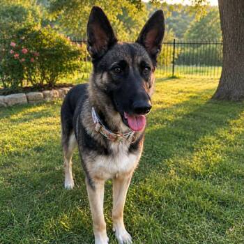 BELLA GS -  German Shepherd Dog Dog for Adoption in Lucas, Texas - BELLA GS | PetCurious