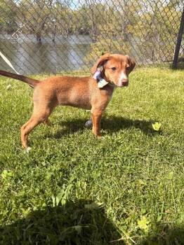 Ivy -  Hound and Mixed Breed Dog Available for Adoption in Warren, Pennsylvania - Ivy | PetCurious