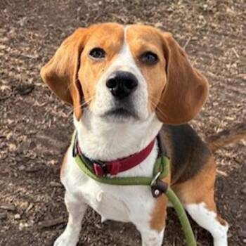 Beagle Dogs Available for Adoption in Des Moines, Iowa - Enzo | PetCurious