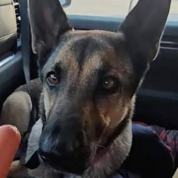 German Shepherd Dog Dogs Available for Adoption in Pine Mountain Club, California - BEAUTIFUL BIRDIE! | PetCurious