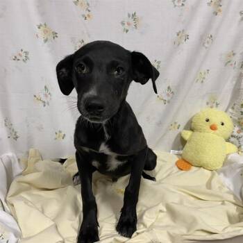 CESAR MONROY -  Pit Bull Terrier and Labrador Retriever Dog for Adoption in Modesto, California - CESAR MONROY | PetCurious