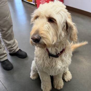 Sandy-Ammon-Stray -  Poodle Dog for Adoption in Idaho Falls, Idaho - Sandy-Ammon-Stray | PetCurious
