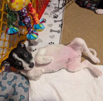 Terrier Dogs Available for Adoption in Brooklyn Center, Minnesota - Bryce | PetCurious