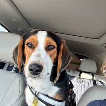 Basset Hound and Australian Shepherd Dogs Available for Adoption - Willy | PetCurious