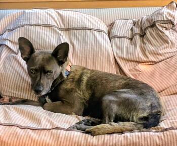 Nona -  Australian Cattle Dog Blue Heeler and Mixed Breed Dog for Adoption in Evergreen, Colorado - Nona | PetCurious