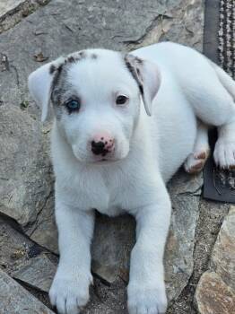 Kora -  Great Pyrenees Dog for Adoption in Wando, South Carolina - Kora | PetCurious