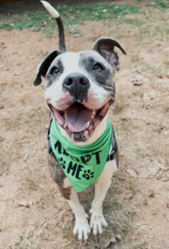 Rescue American Staffordshire Terrier Dogs for Adoption in Decatur, Georgia - Pretty Princess | PetCurious