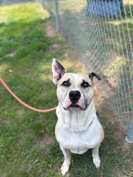 Rescue German Shepherd Dog and Husky Dogs for Adoption in Houghton Lake, Michigan - Maximus | PetCurious