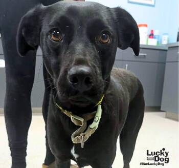 Emma -  Labrador Retriever Dog for Adoption in Washington, District Of Columbia - Emma | PetCurious